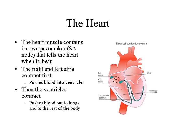 The Heart • The heart muscle contains its own pacemaker (SA node) that tells