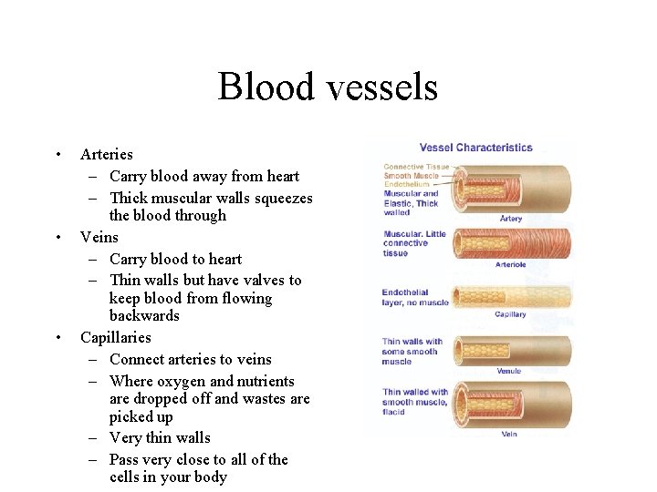 Blood vessels • • • Arteries – Carry blood away from heart – Thick Blood vessels • • • Arteries – Carry blood away from heart – Thick