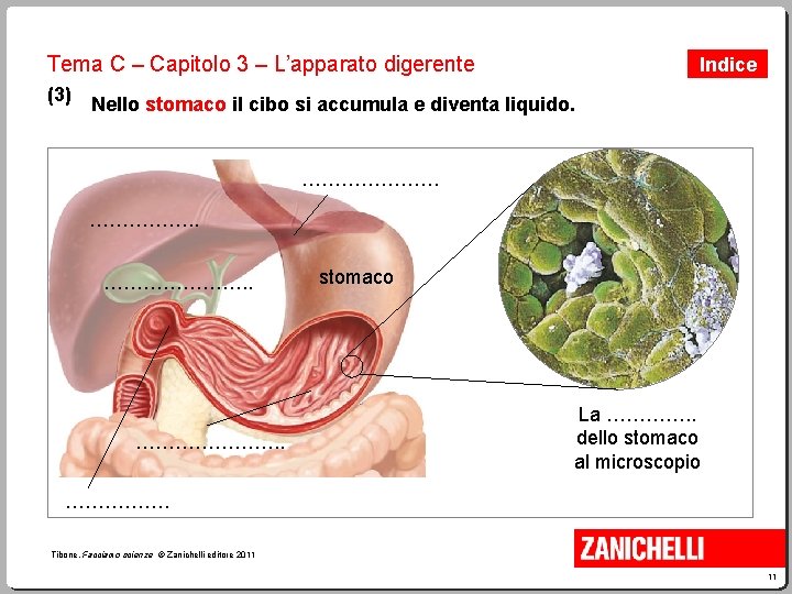 Tema C – Capitolo 3 – L’apparato digerente Indice (3) Nello stomaco il cibo