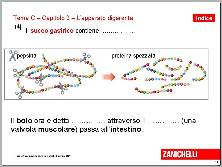 Tema C – Capitolo 3 – L’apparato digerente (4) Indice Il succo gastrico contiene: