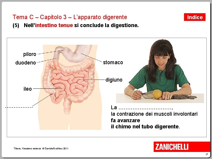 Tema C – Capitolo 3 – L’apparato digerente Indice (5) Nell’intestino tenue si conclude