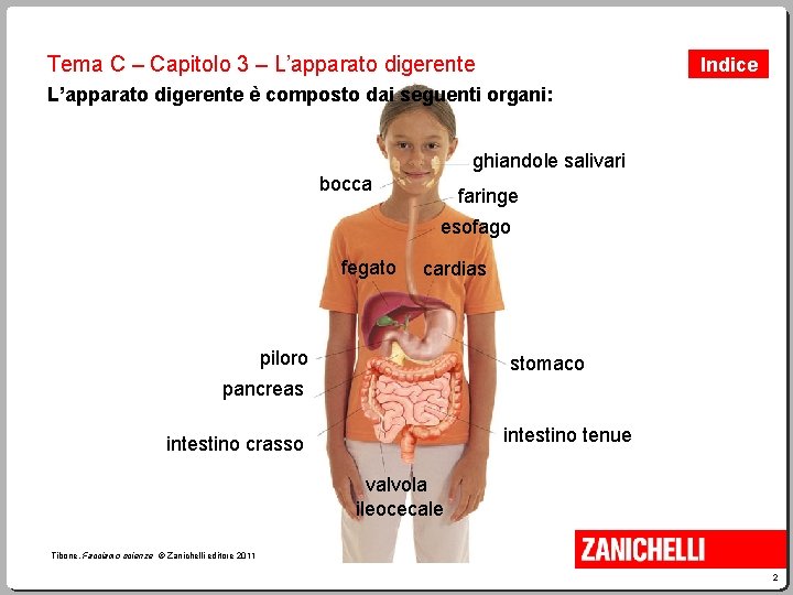 Tema C – Capitolo 3 – L’apparato digerente Indice L’apparato digerente è composto dai