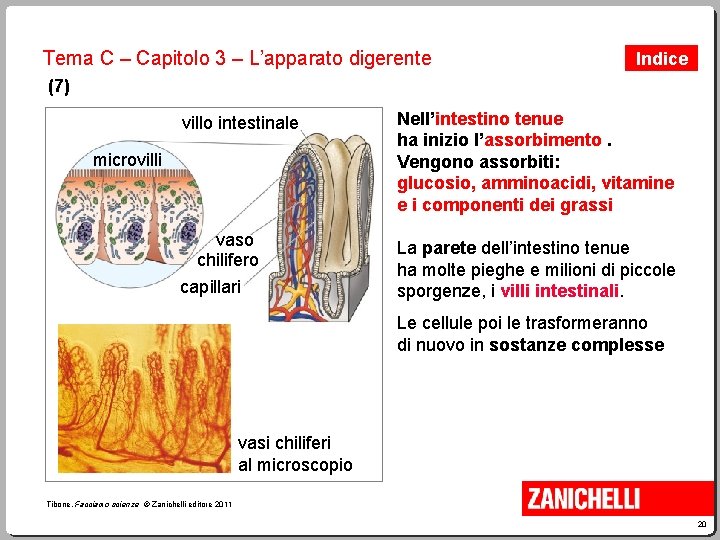 Tema C – Capitolo 3 – L’apparato digerente Indice (7) villo intestinale Nell’intestino tenue