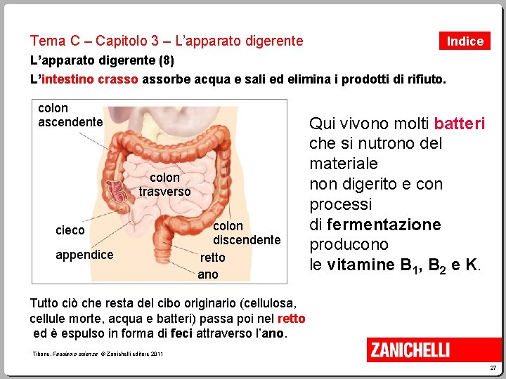 Tema C – Capitolo 3 – L’apparato digerente Indice L’apparato digerente (8) L’intestino crassorbe