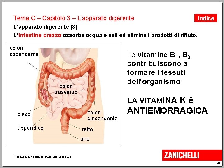 Tema C – Capitolo 3 – L’apparato digerente Indice L’apparato digerente (8) L’intestino crassorbe