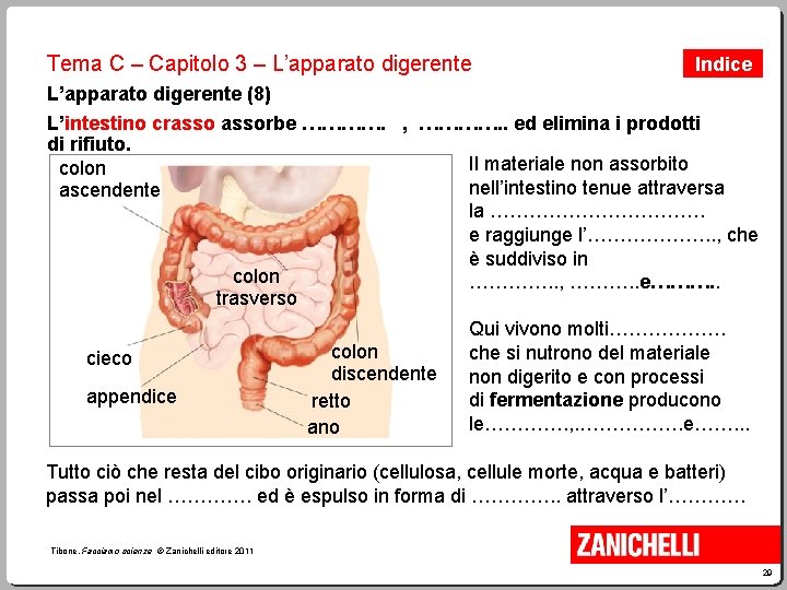 Tema C – Capitolo 3 – L’apparato digerente Indice L’apparato digerente (8) L’intestino crassorbe