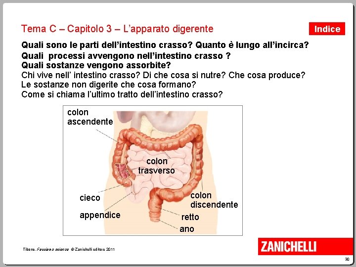 Tema C – Capitolo 3 – L’apparato digerente Indice Quali sono le parti dell’intestino