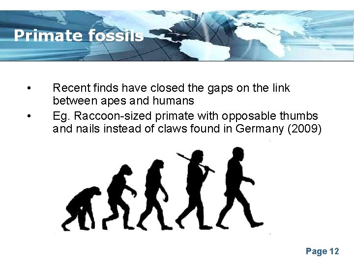 Primate fossils • • Recent finds have closed the gaps on the link between