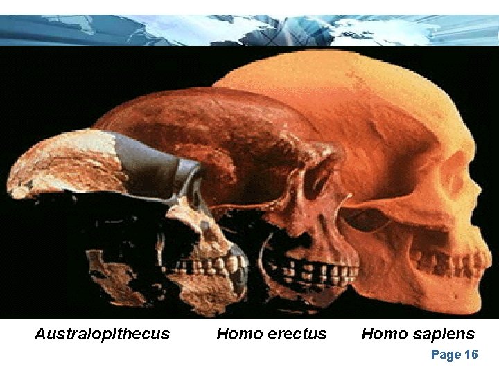 Australopithecus Homo erectus Homo sapiens Page 16 