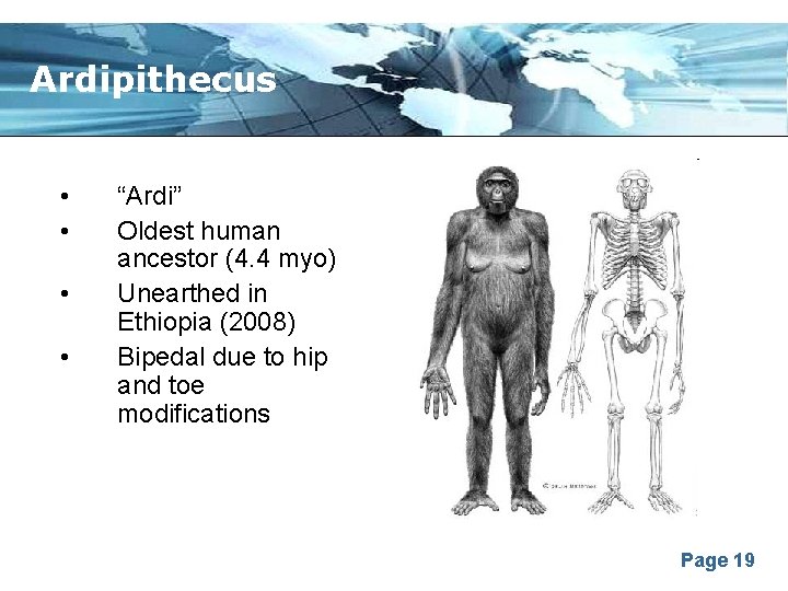 Ardipithecus • • “Ardi” Oldest human ancestor (4. 4 myo) Unearthed in Ethiopia (2008)