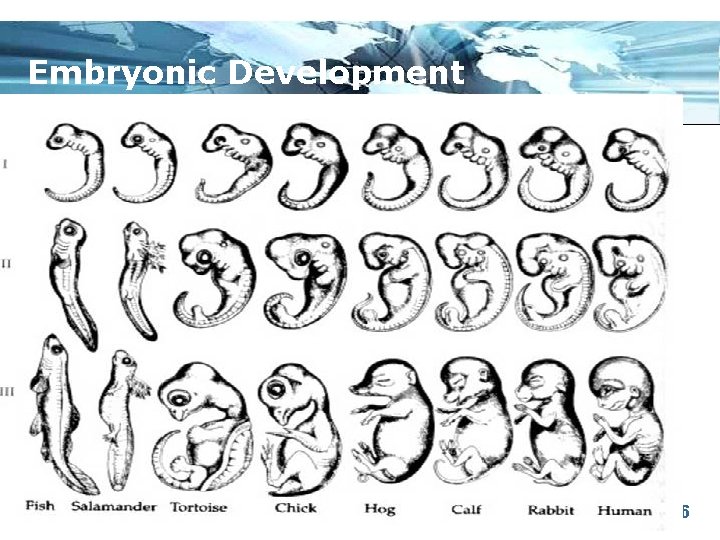 Embryonic Development Page 26 