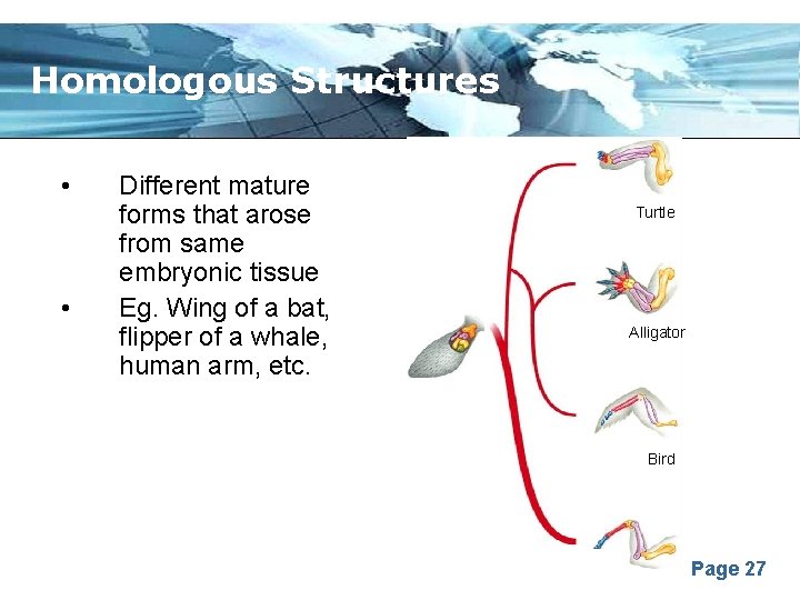 Homologous Structures • • Different mature forms that arose from same embryonic tissue Eg.