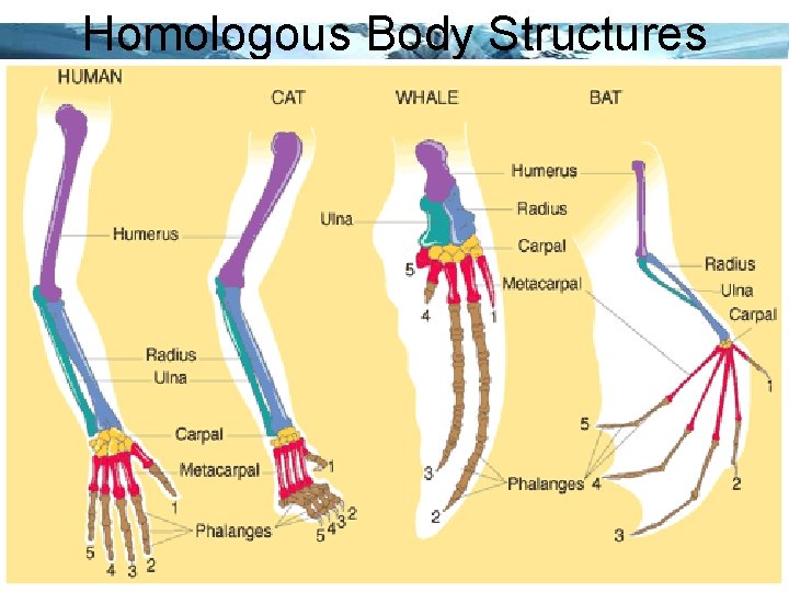 Homologous Body Structures Page 28 