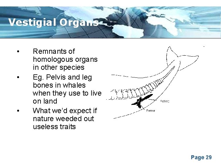 Vestigial Organs • • • Remnants of homologous organs in other species Eg. Pelvis