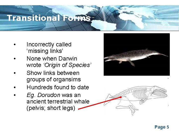 Transitional Forms • • • Incorrectly called ‘missing links’ None when Darwin wrote ‘Origin