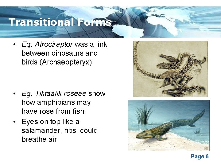 Transitional Forms • Eg. Atrociraptor was a link between dinosaurs and birds (Archaeopteryx) •