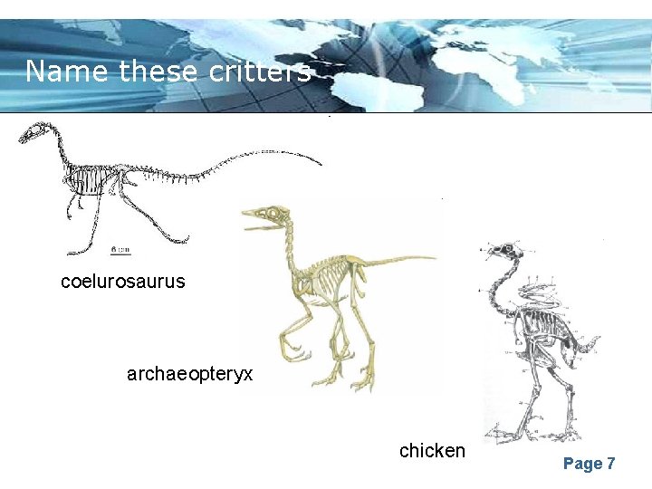 Name these critters coelurosaurus archaeopteryx chicken Page 7 