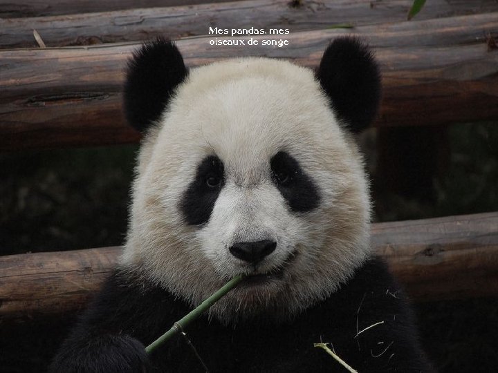 Mes pandas, mes oiseaux de songe 