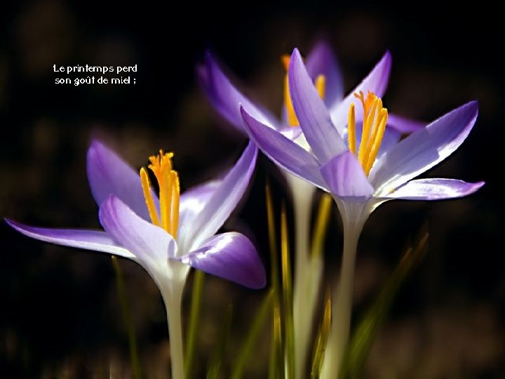 Le printemps perd son goût de miel ; 