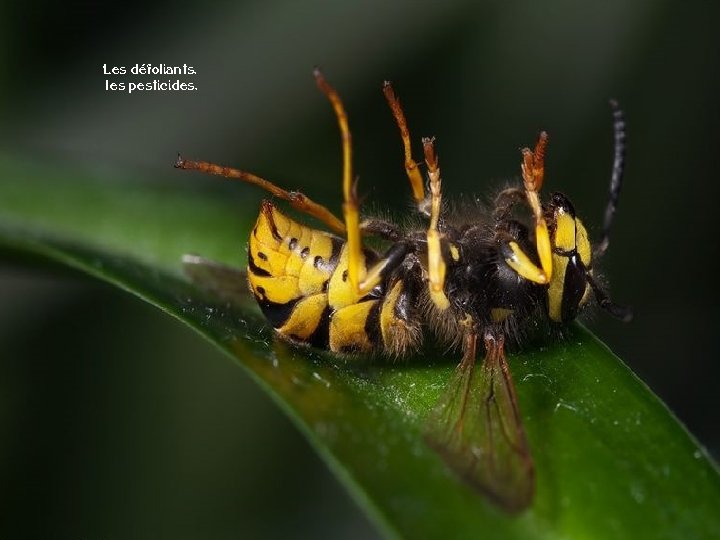 Les défoliants, les pesticides, 