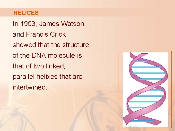 HELICES In 1953, James Watson and Francis Crick showed that the structure of the
