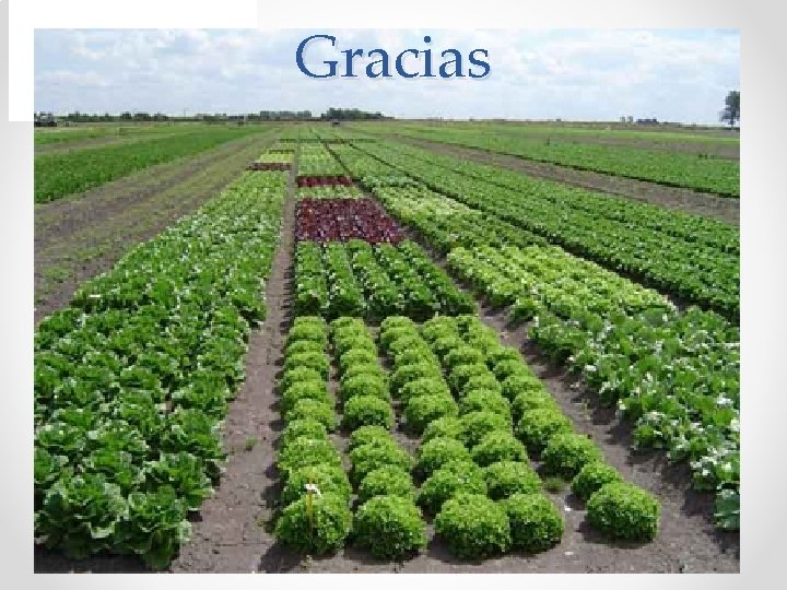 Gracias 