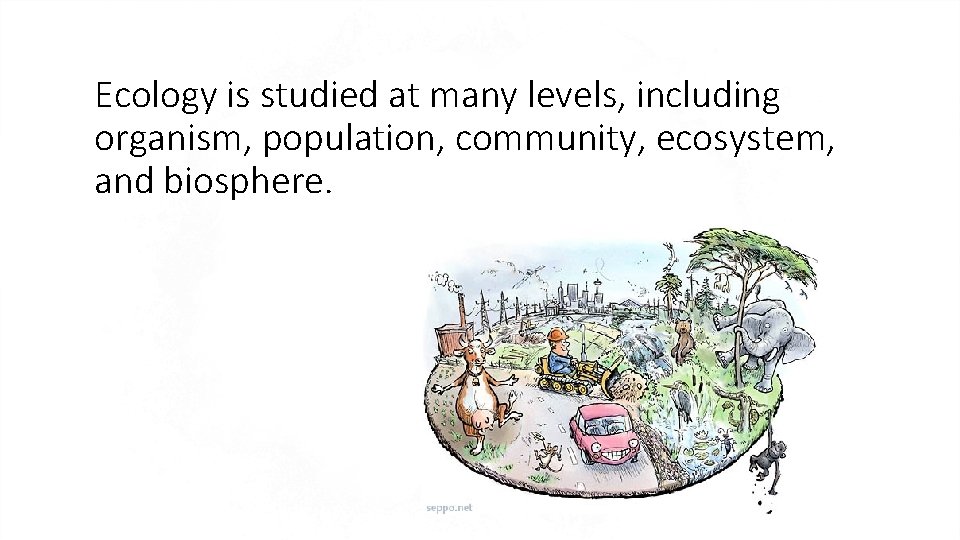 Ecology is studied at many levels, including organism, population, community, ecosystem, and biosphere. 