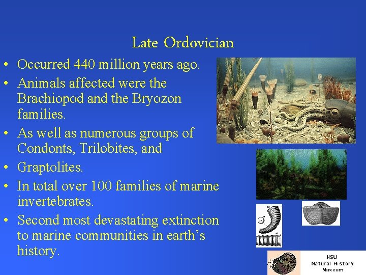 Late Ordovician • Occurred 440 million years ago. • Animals affected were the Brachiopod