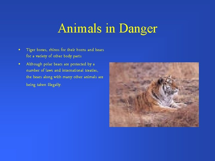 Animals in Danger • Tiger bones, rhinos for their horns and bears for a
