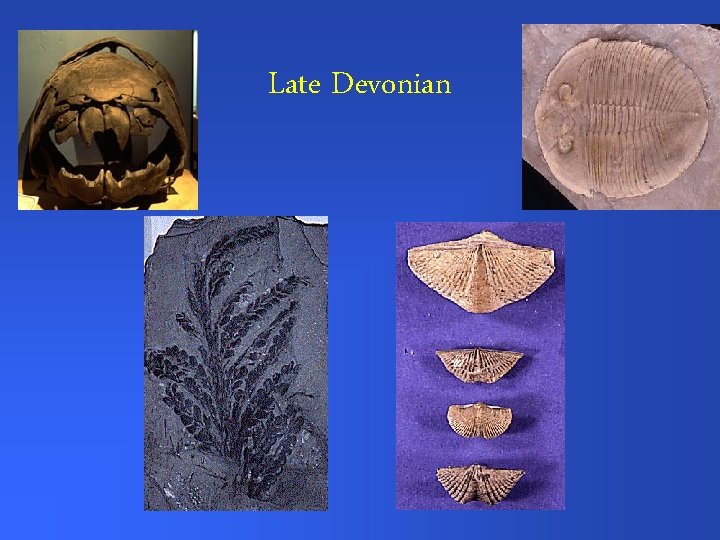 Late Devonian 