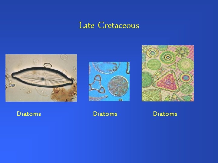 Late Cretaceous Diatoms 
