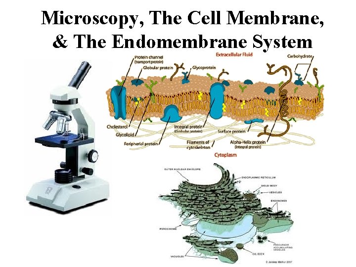 Microscopy, The Cell Membrane, & The Endomembrane System 