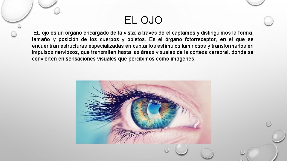 EL OJO EL ojo es un órgano encargado de la vista; a través de