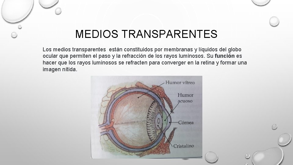 MEDIOS TRANSPARENTES Los medios transparentes están constituidos por membranas y líquidos del globo ocular