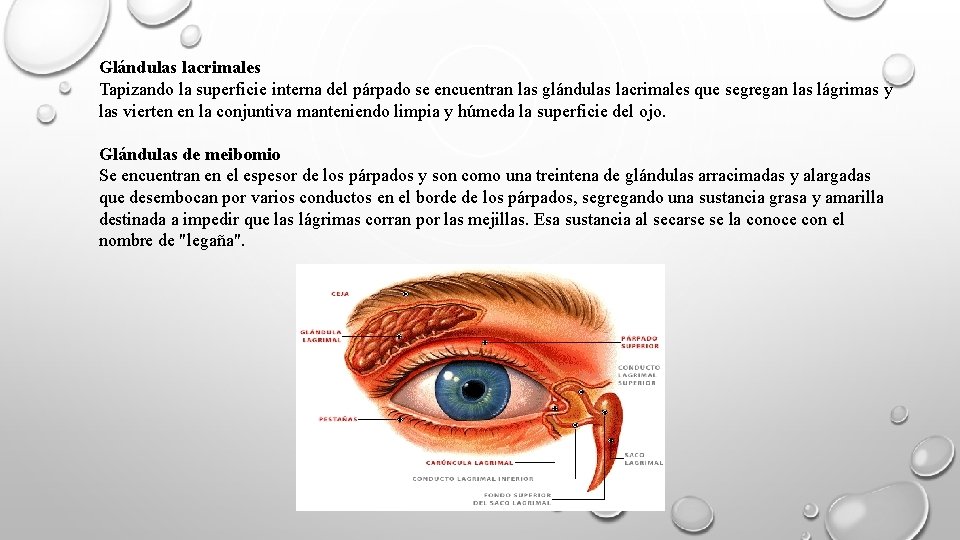 Glándulas lacrimales Tapizando la superficie interna del párpado se encuentran las glándulas lacrimales que
