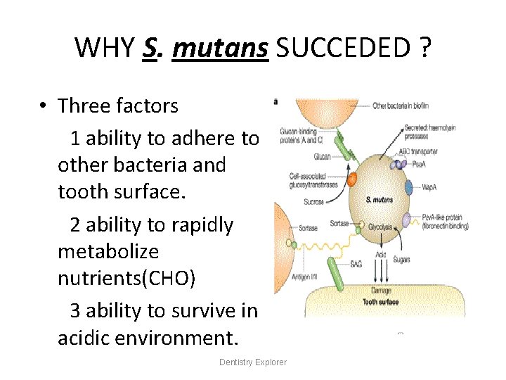 WHY S. mutans SUCCEDED ? • Three factors 1 ability to adhere to other