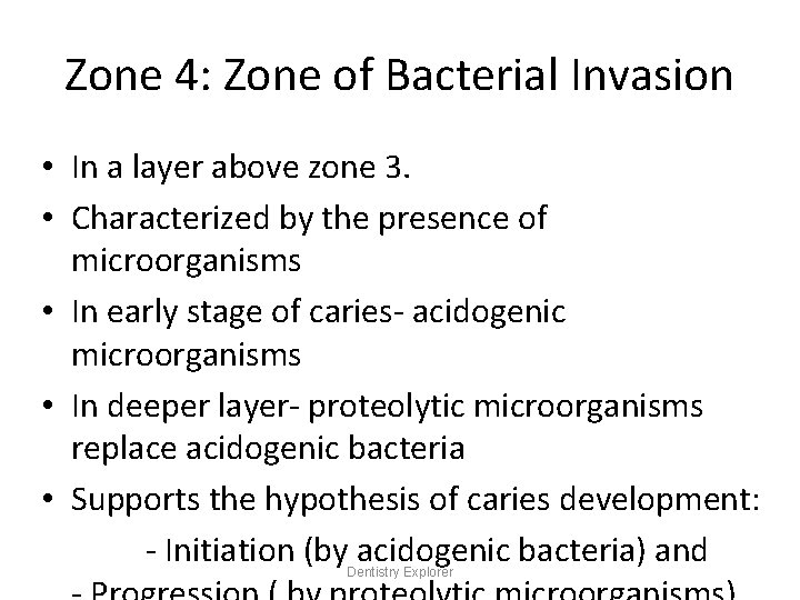 Zone 4: Zone of Bacterial Invasion • In a layer above zone 3. •