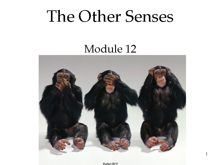 The Other Senses Module 12 1 Garber 2017 