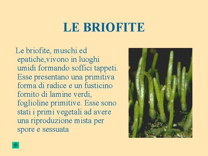 LE BRIOFITE Le briofite, muschi ed epatiche, vivono in luoghi umidi formando soffici tappeti.