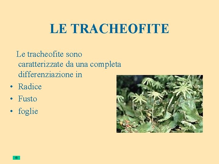 LE TRACHEOFITE Le tracheofite sono caratterizzate da una completa differenziazione in • Radice •