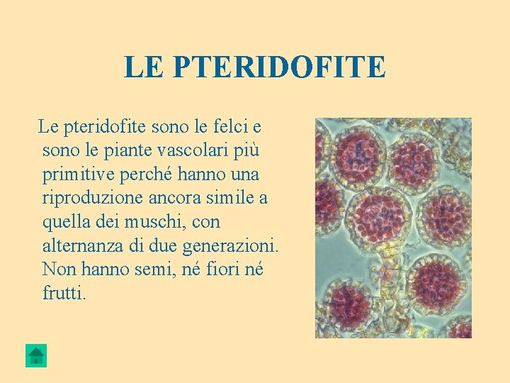 LE PTERIDOFITE Le pteridofite sono le felci e sono le piante vascolari più primitive