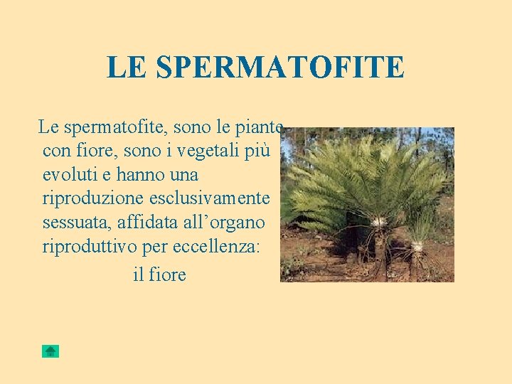 LE SPERMATOFITE Le spermatofite, sono le piante con fiore, sono i vegetali più evoluti