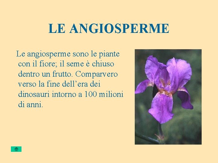 LE ANGIOSPERME Le angiosperme sono le piante con il fiore; il seme è chiuso