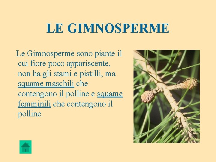 LE GIMNOSPERME Le Gimnosperme sono piante il cui fiore poco appariscente, non ha gli