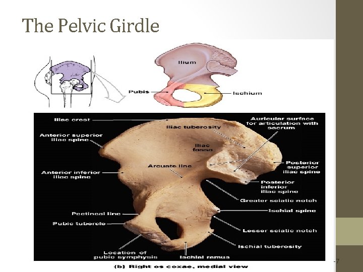 The Pelvic Girdle Figure 8– 7 