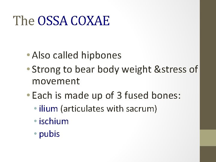 The OSSA COXAE • Also called hipbones • Strong to bear body weight &stress