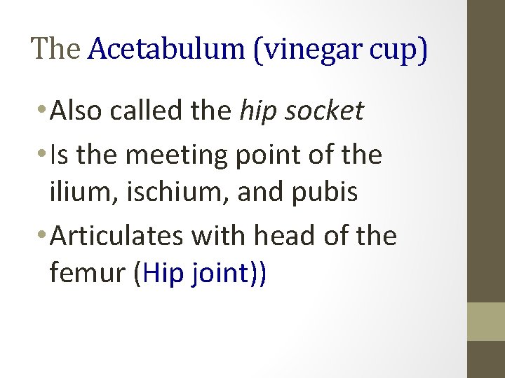 The Acetabulum (vinegar cup) • Also called the hip socket • Is the meeting