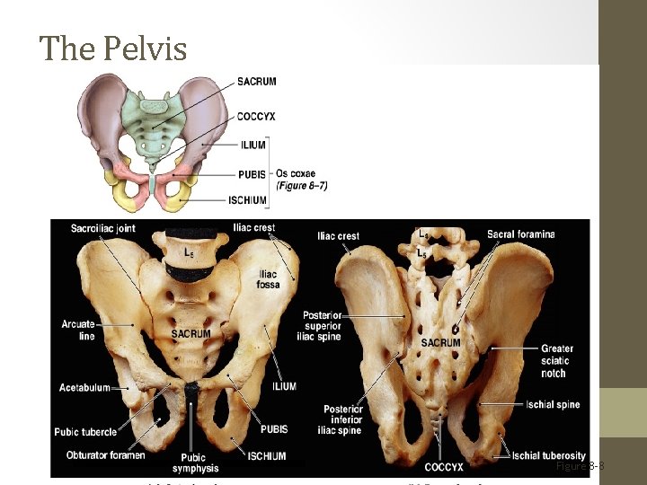 The Pelvis Figure 8– 8 