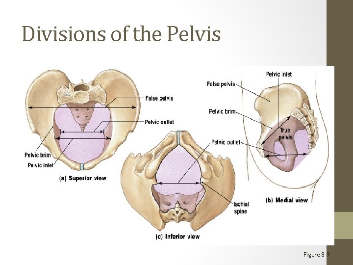 Divisions of the Pelvis Figure 8– 9 