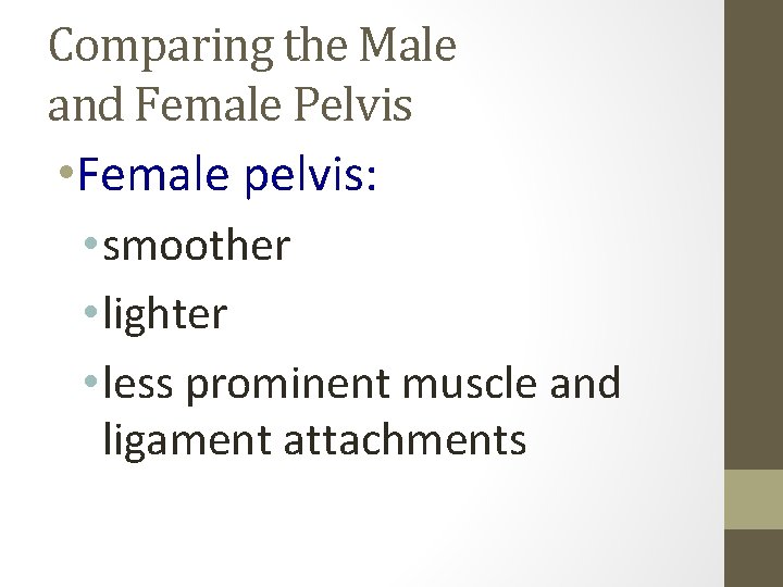 Comparing the Male and Female Pelvis • Female pelvis: • smoother • lighter •